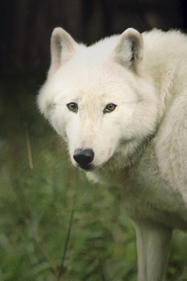 The Trouble With Wolves