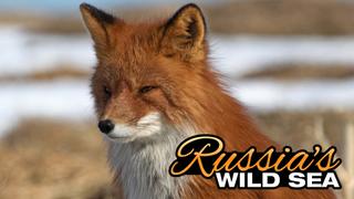 Russia's Wild Sea
