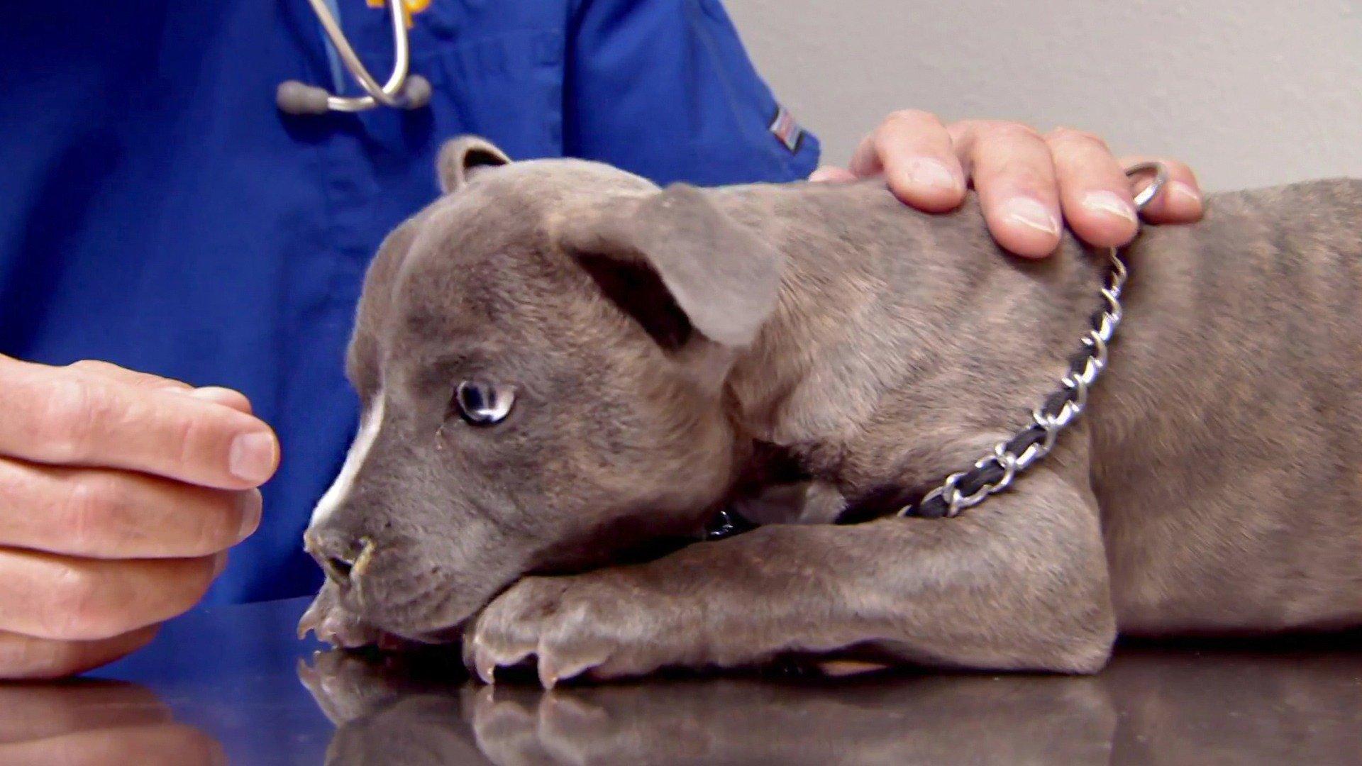 Dr. Jeff Rocky Mountain Vet A Tiny Miracle