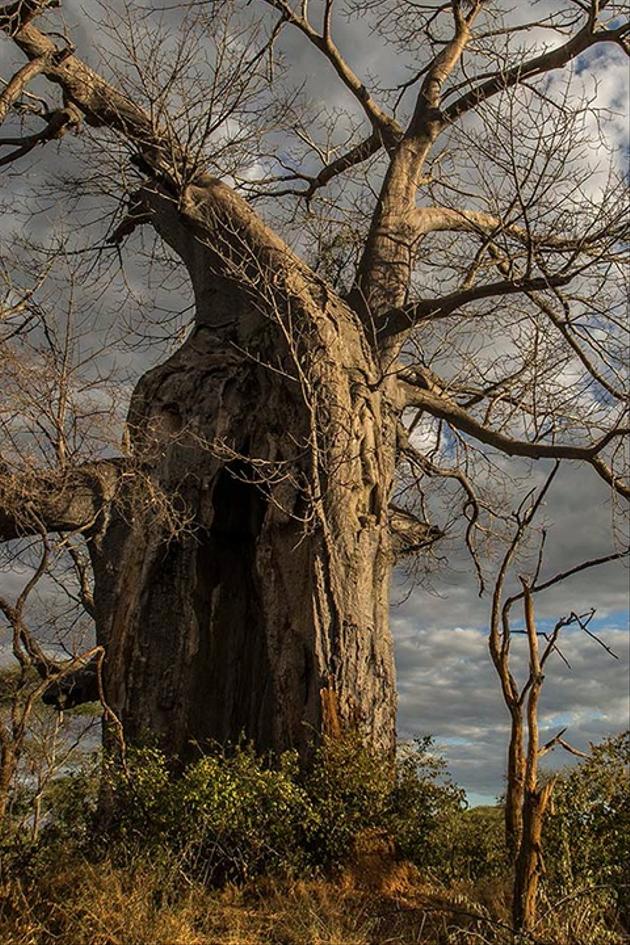 Rooted