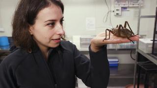Fighting Insectageddon