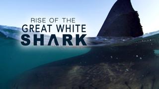 Rise of the Great White Shark