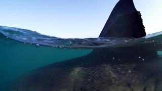 Rise of the Great White Shark