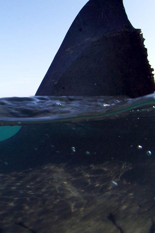 Rise of the Great White Shark