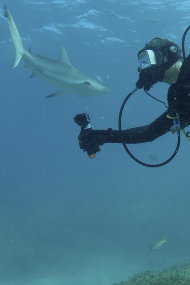 Bear vs. Shark