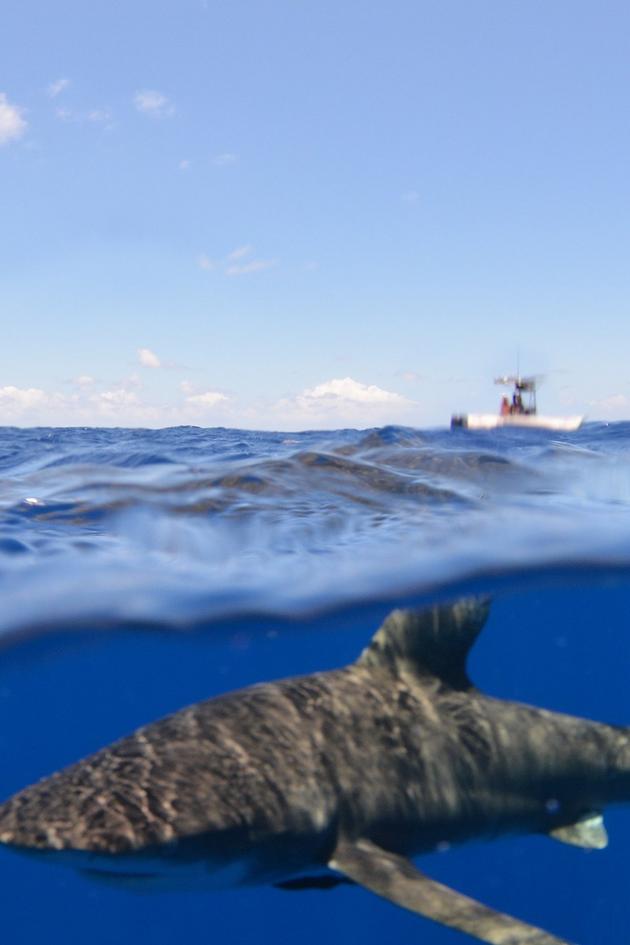 Air Jaws: The Hunted