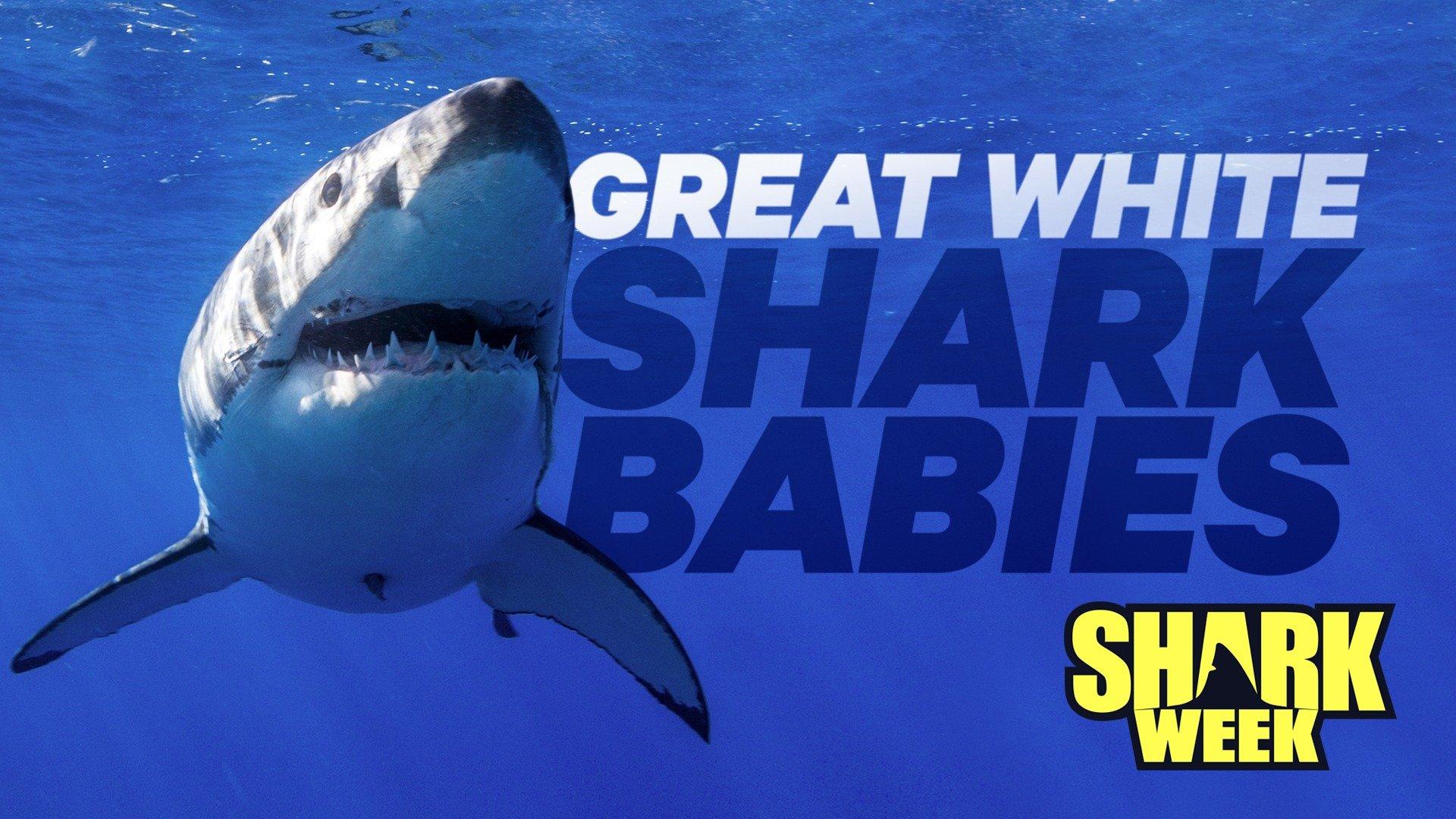 Do Great White Shark Babies Stay With The Mother