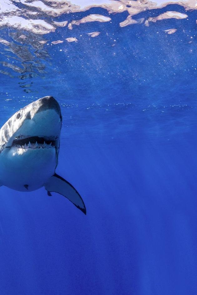 Great White Shark Babies