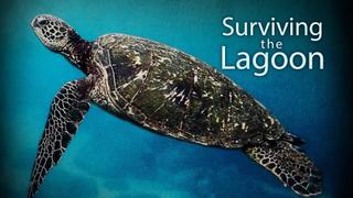Surviving the Lagoon