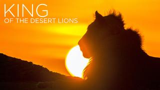 King of the Desert Lions