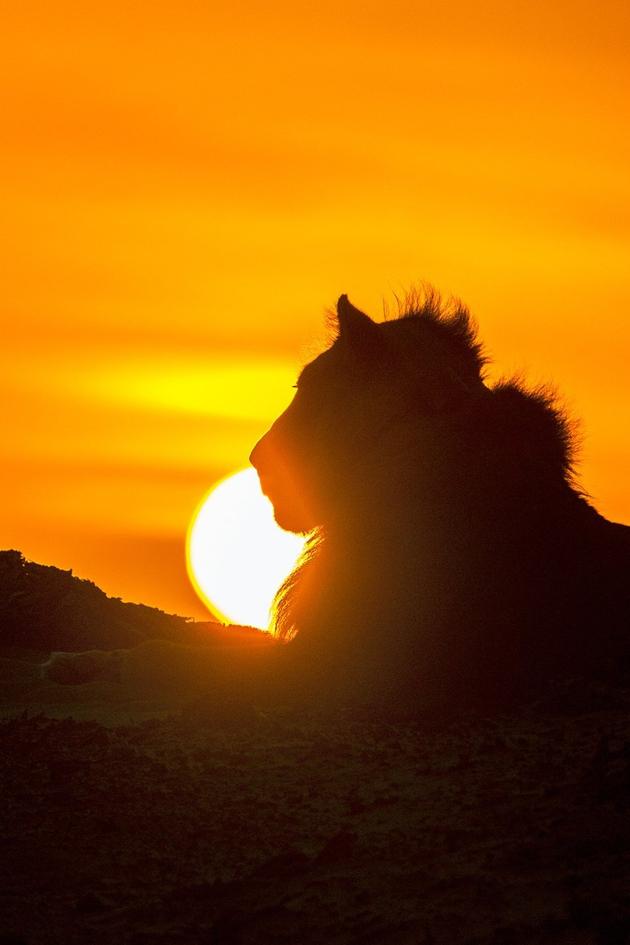 King of the Desert Lions