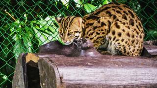 Formosan Clouded Leopard