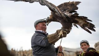 Mongolian Eagle Hunter