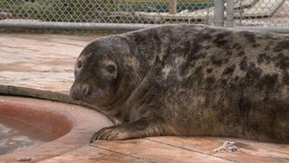 Chunk the Seal