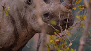 Mission Black Rhino