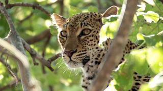 Carnivore Rescue