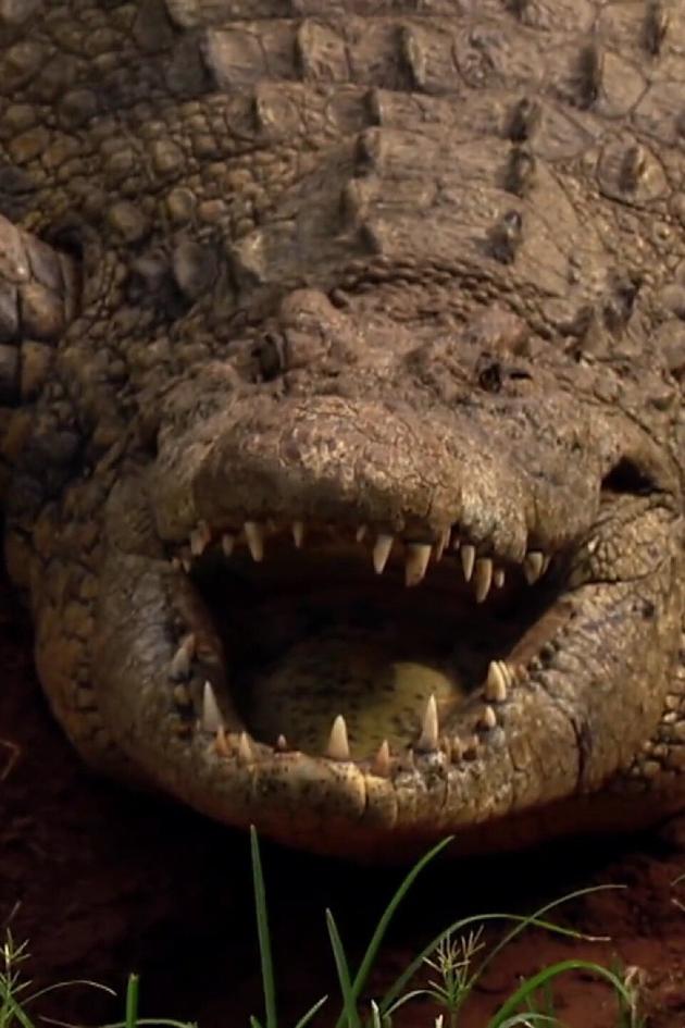 When Shark Meets Croc