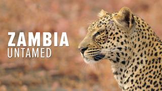 Zambia Untamed
