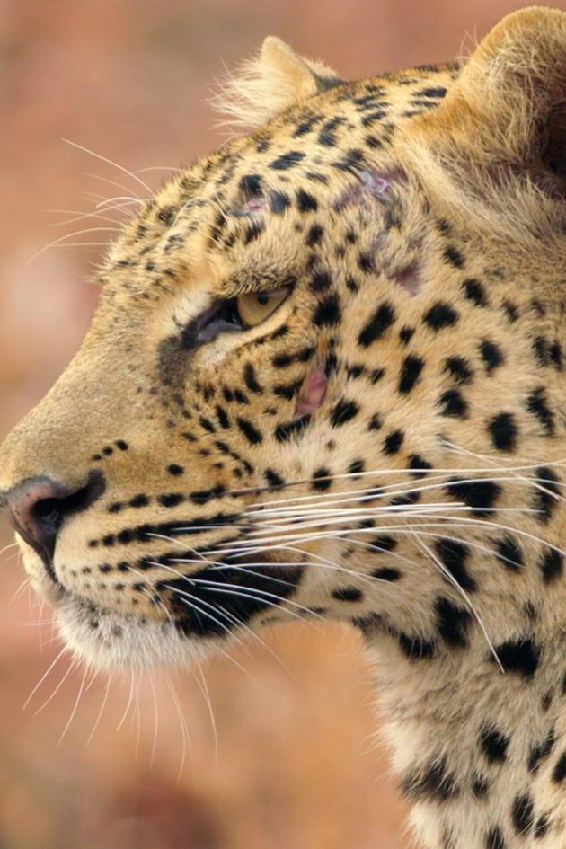Zambia Untamed