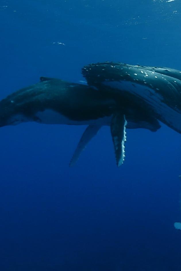 Titans of the Deep