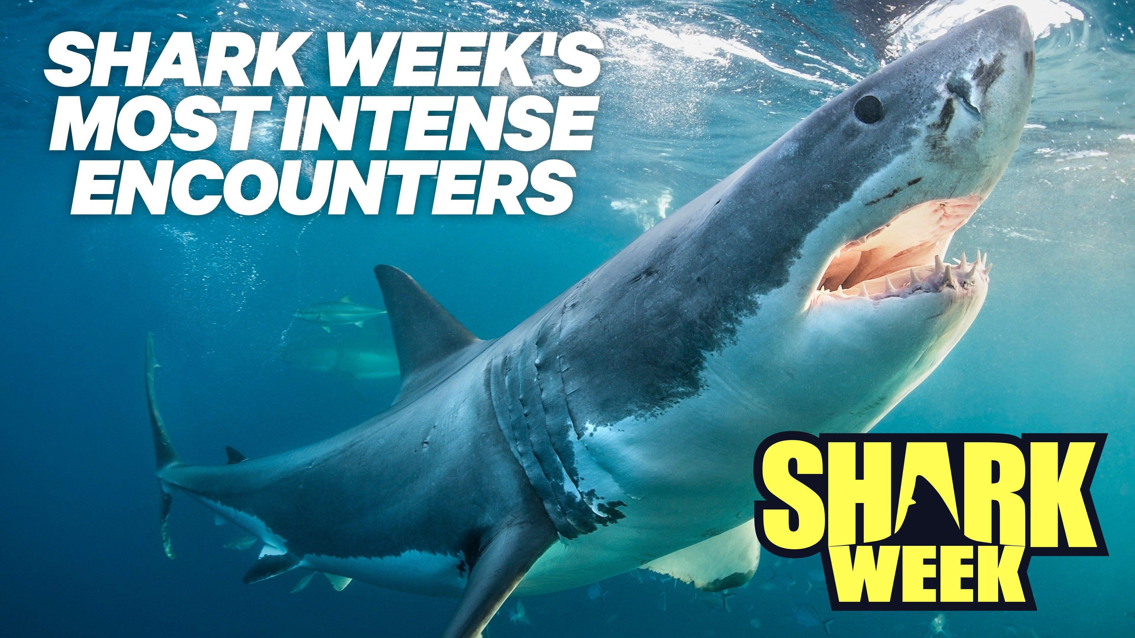 Watch Shark Week's Most Intense Encounters Streaming Online on Philo