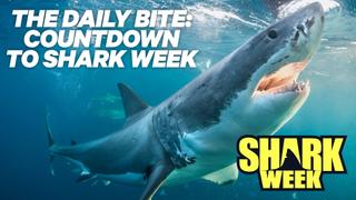 The Daily Bite: Countdown to Shark Week