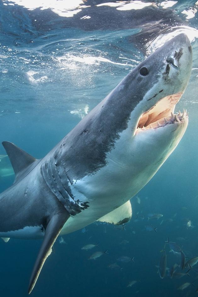 The Daily Bite: Countdown to Shark Week