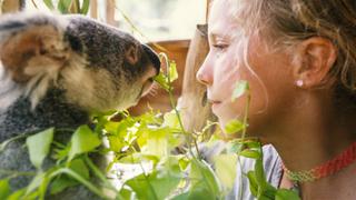 Cuddles, Care and Baby Koalas