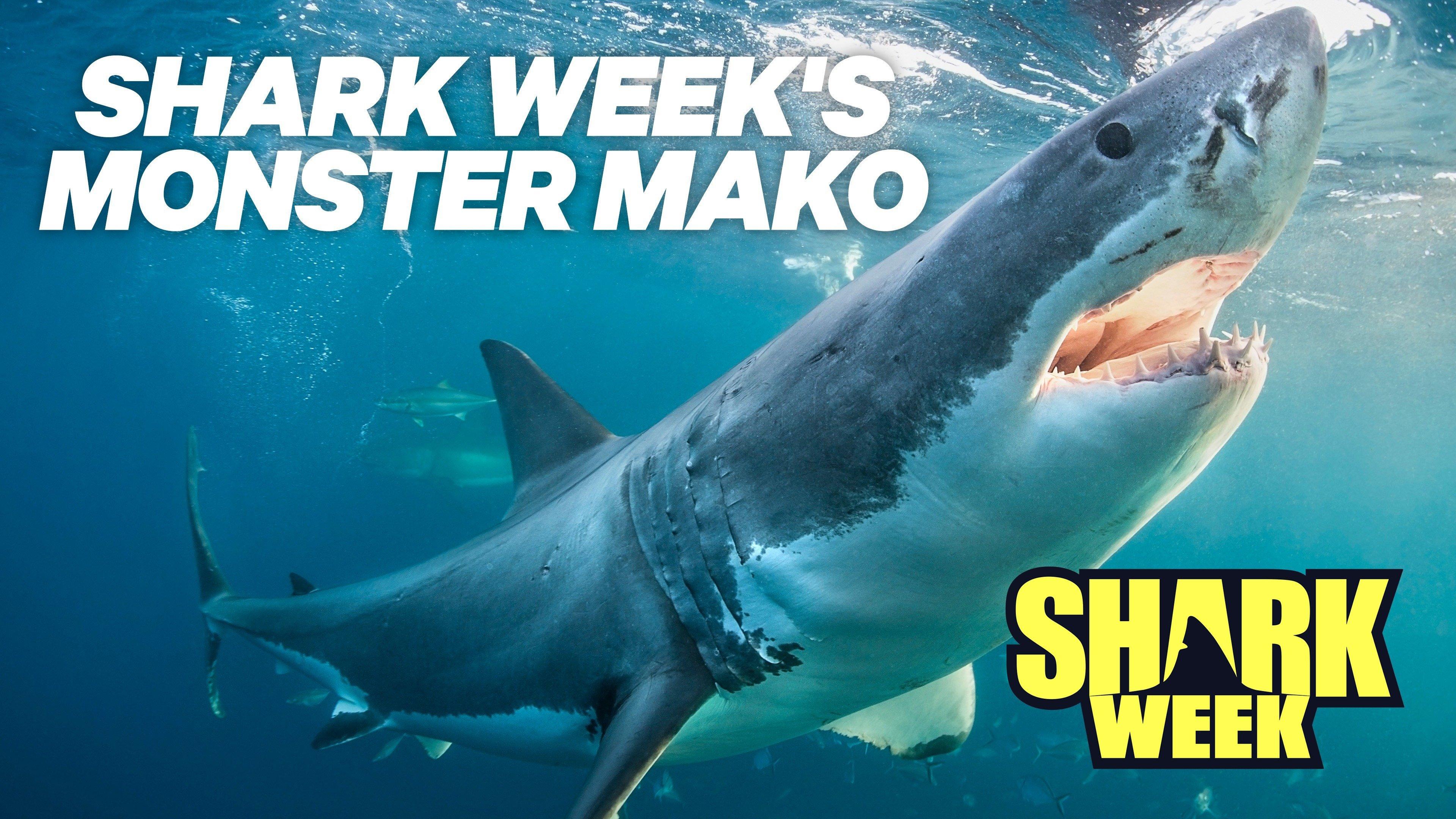 monster girl island mako shark underwater