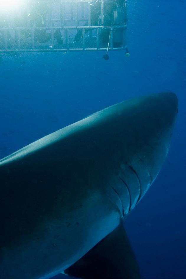 Sharkcam Strikes Back