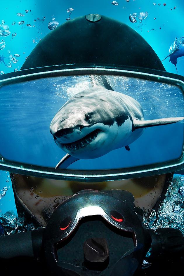 Shark Divers