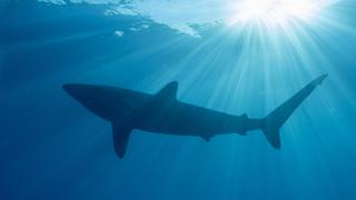 Nurse Sharks