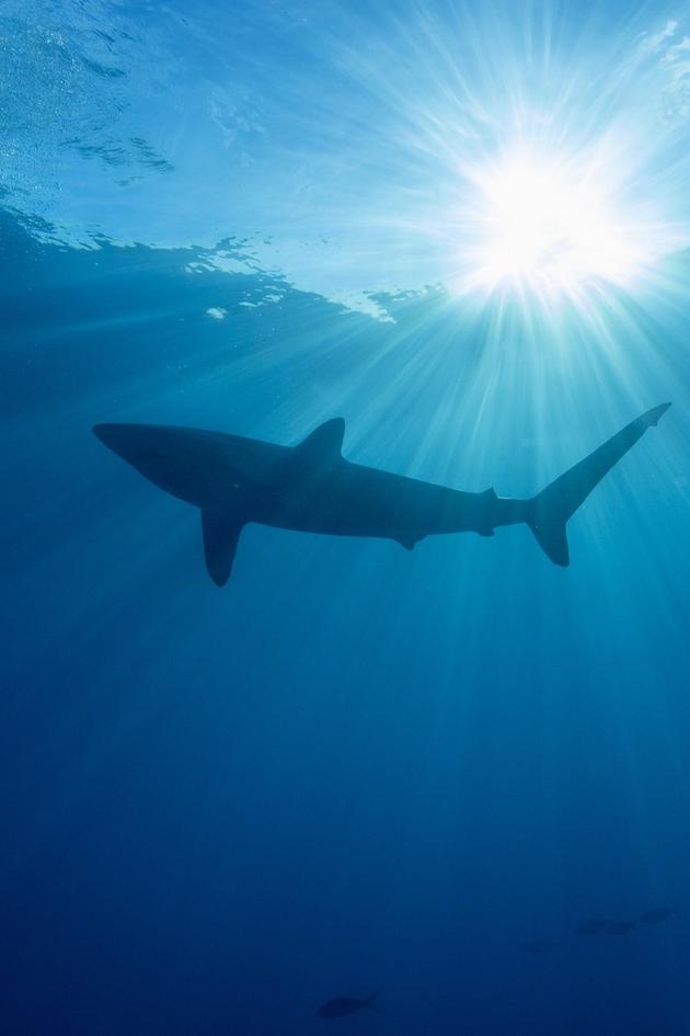 Shark Days of Summer