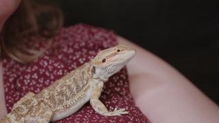 The Incredible Bearded Dragons!