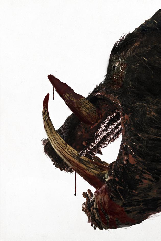 Boar