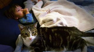 Heroic Cats Put Their Humans First