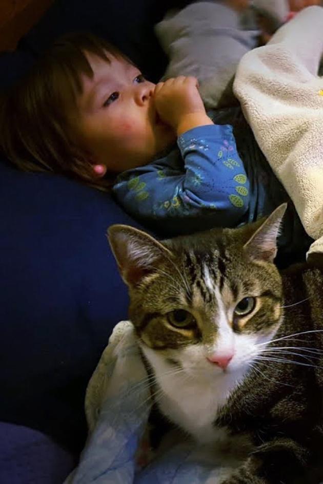 My Cat From Heaven