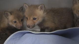 Orphan fox