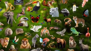 Canids