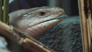 Jurassic Blue-Tongued Skink