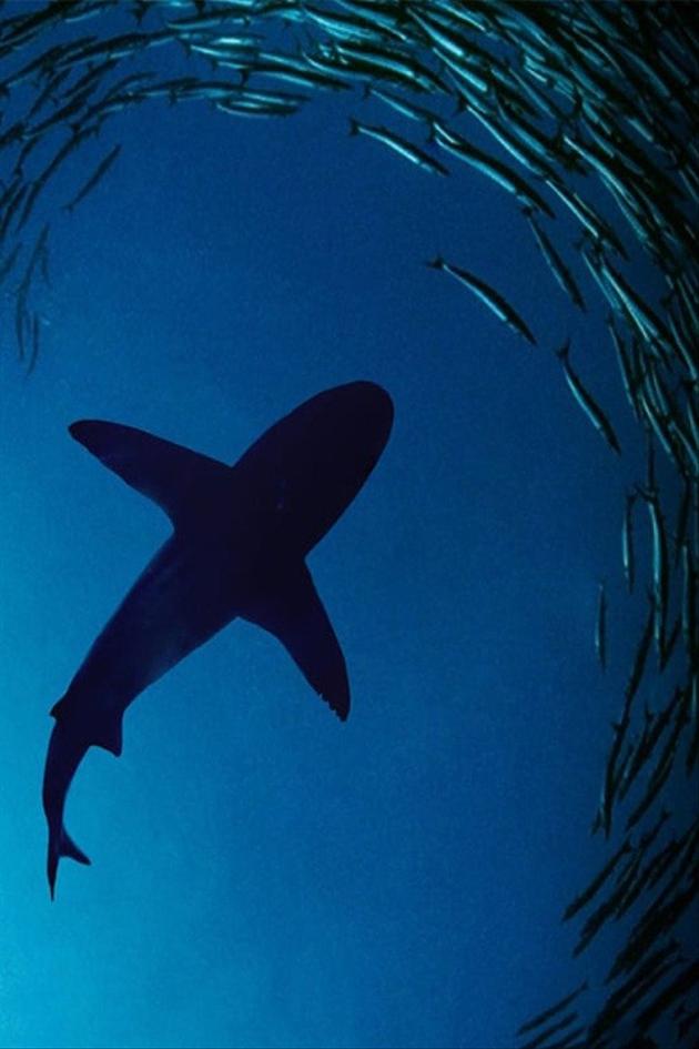 The Wild Pacific