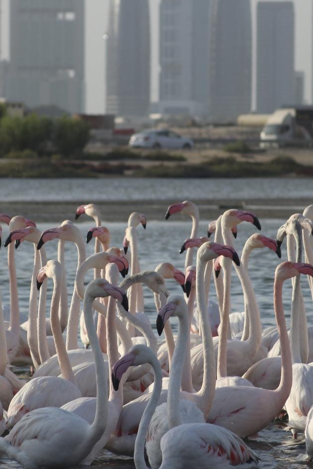 Wild Dubai