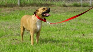 Pit Bulls and Parolees