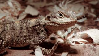 Wild West Agamas