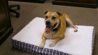 Pit Bulls and Parolees
