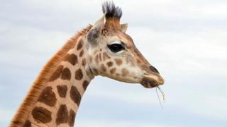 Giraffe Road Trip