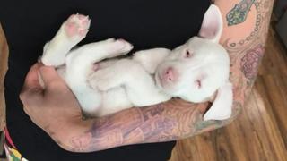Blind Puppy Homecoming