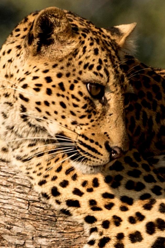 Leopard Huntress