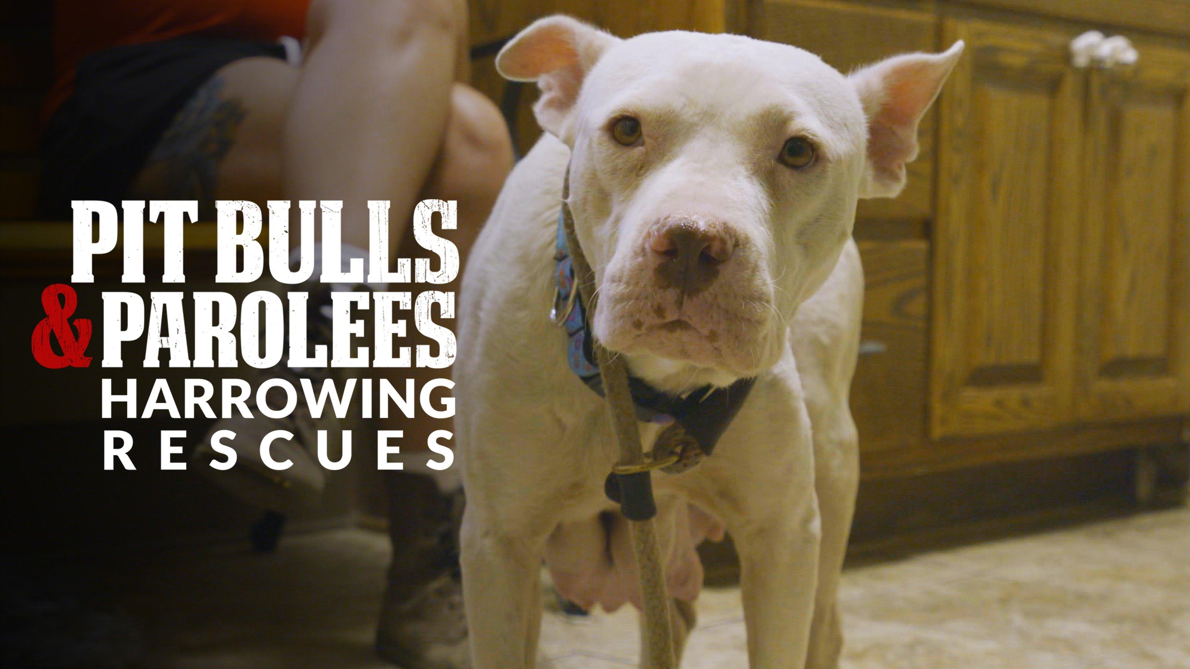 Is Aj From Pitbulls And Parolees Still In Jail 60 - yc640pq