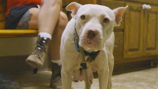 The Villalobos Family Rallies to Save a Family of Strays